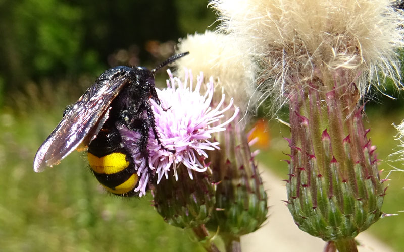 Scoliidae: Scolia hirta (cfr.)